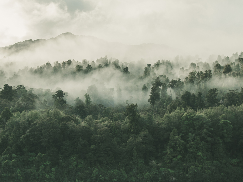 生分解性包装とは何ですか?仕組み、定義、メリット
