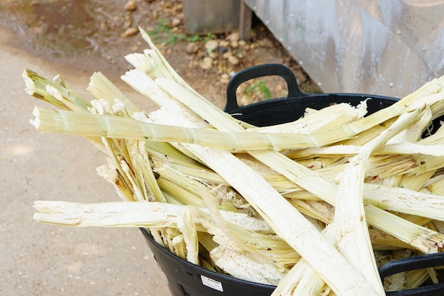 搾り取られたサトウキビの残骸_35691-1421