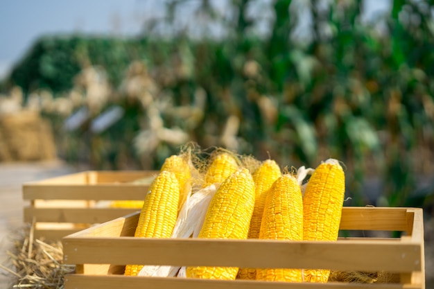 コーンスターチベースの生分解性食器とその背後にある物語